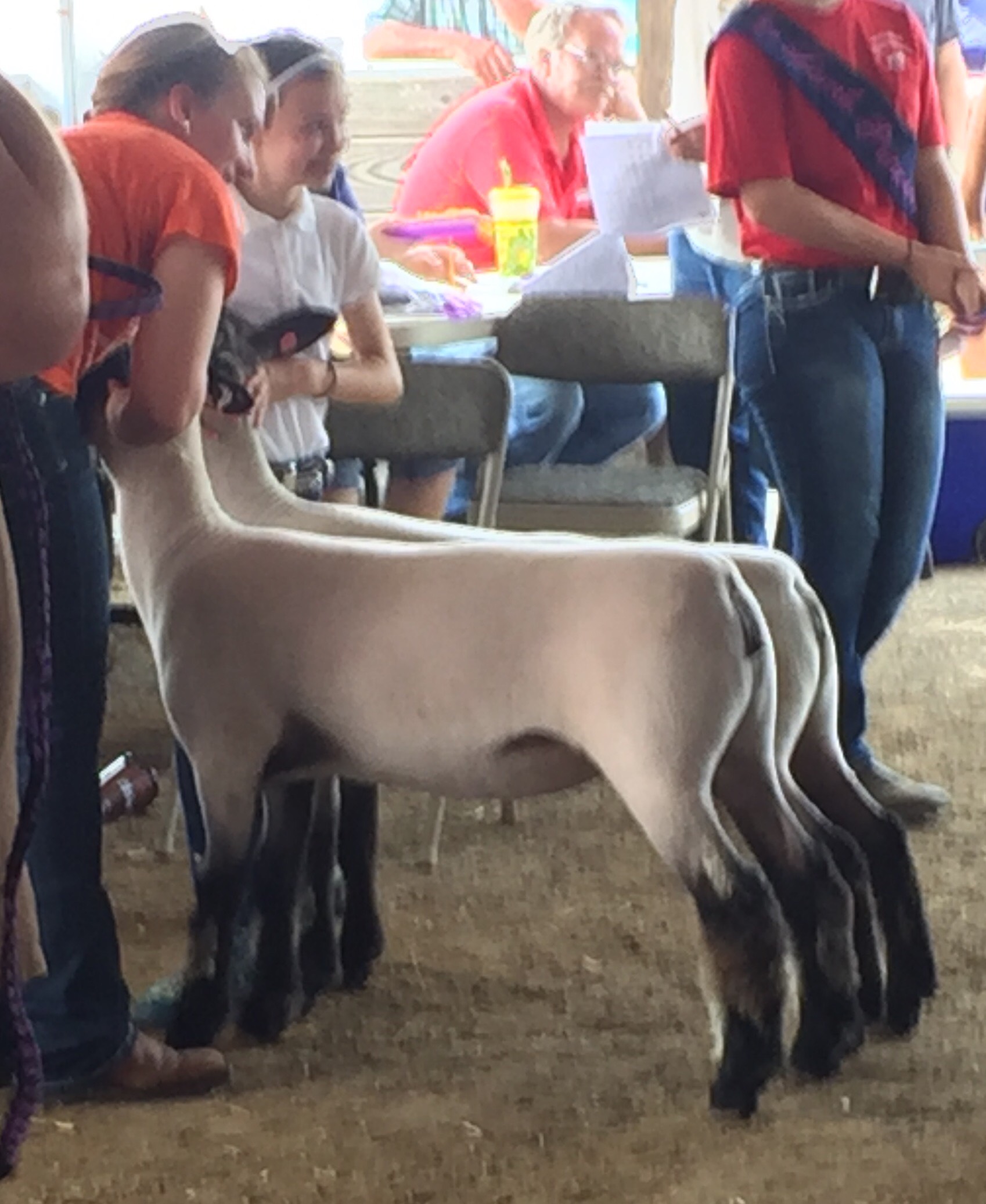 Champion Wether type.png