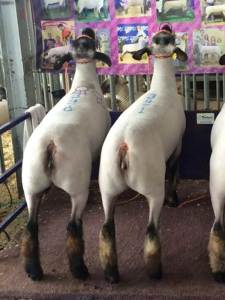 shroyer ewe buttview