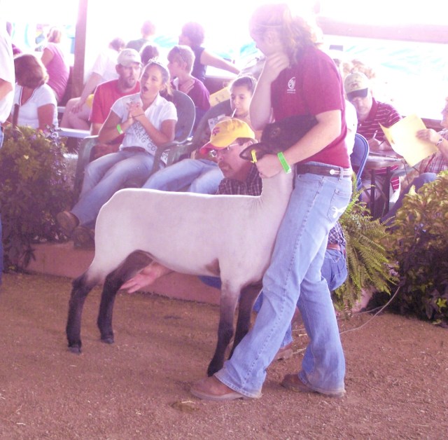 Supreme Ewe Harford Fair 308