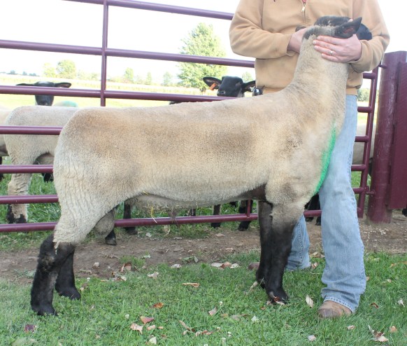 Sire: Titleist Dam's Sire: Paradise