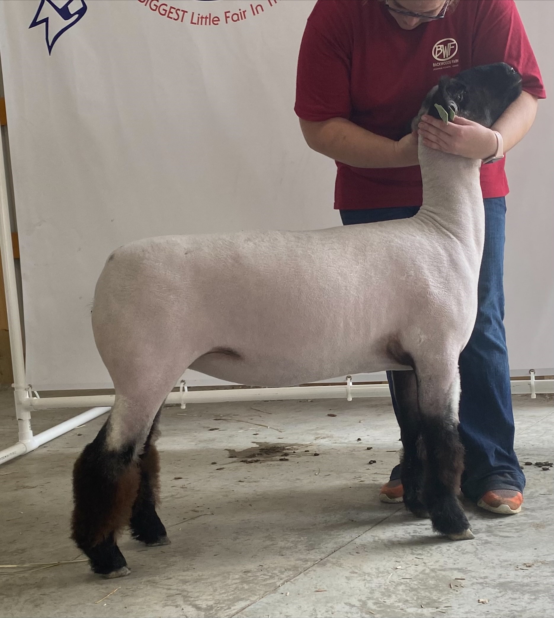 CHampion Wether Type 2021