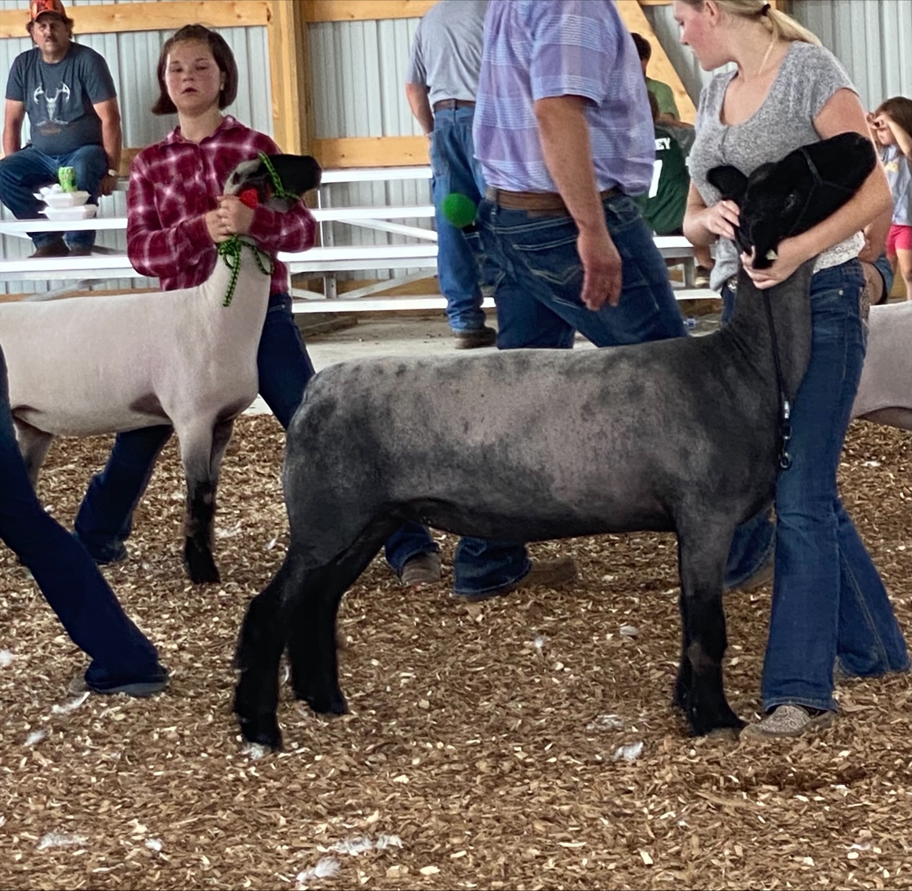 McComas Yearling Ewe