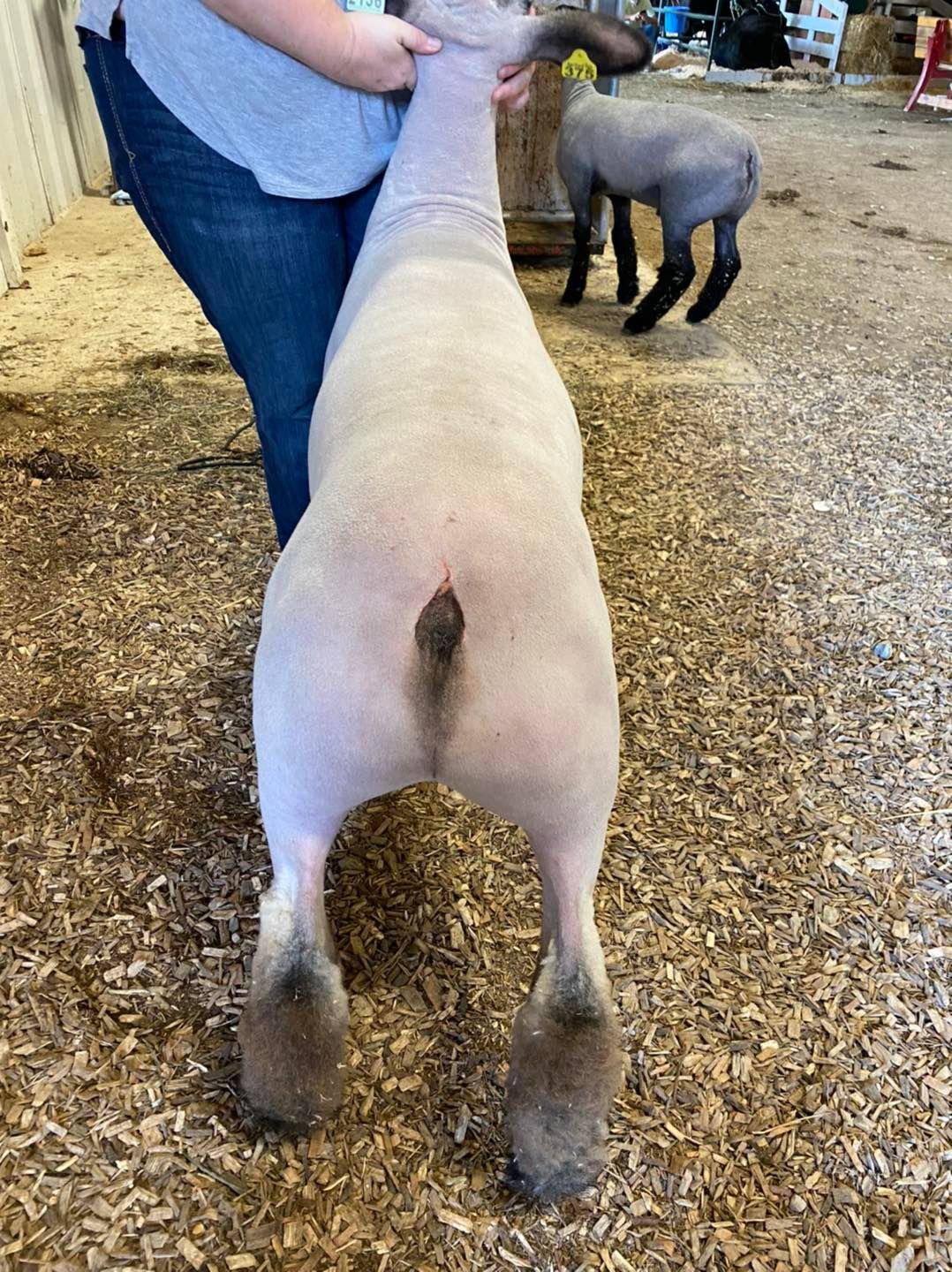 Joe Lane Res Champ Carcass Butt