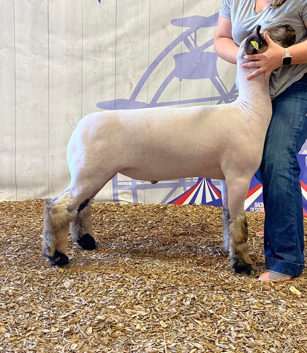 Joe Lane Res Champ Carcass