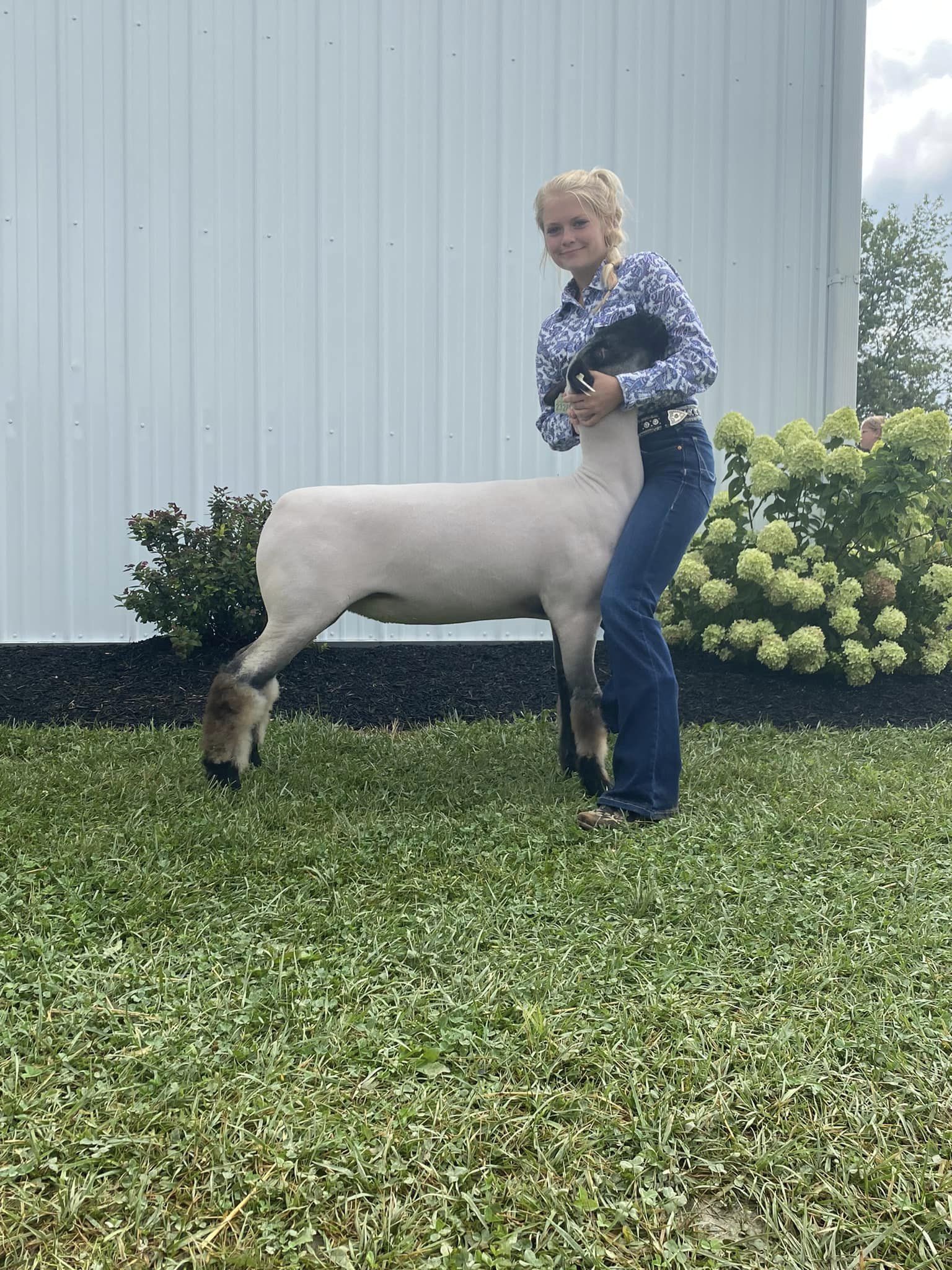 Class Winning Hamp Ewe Addi