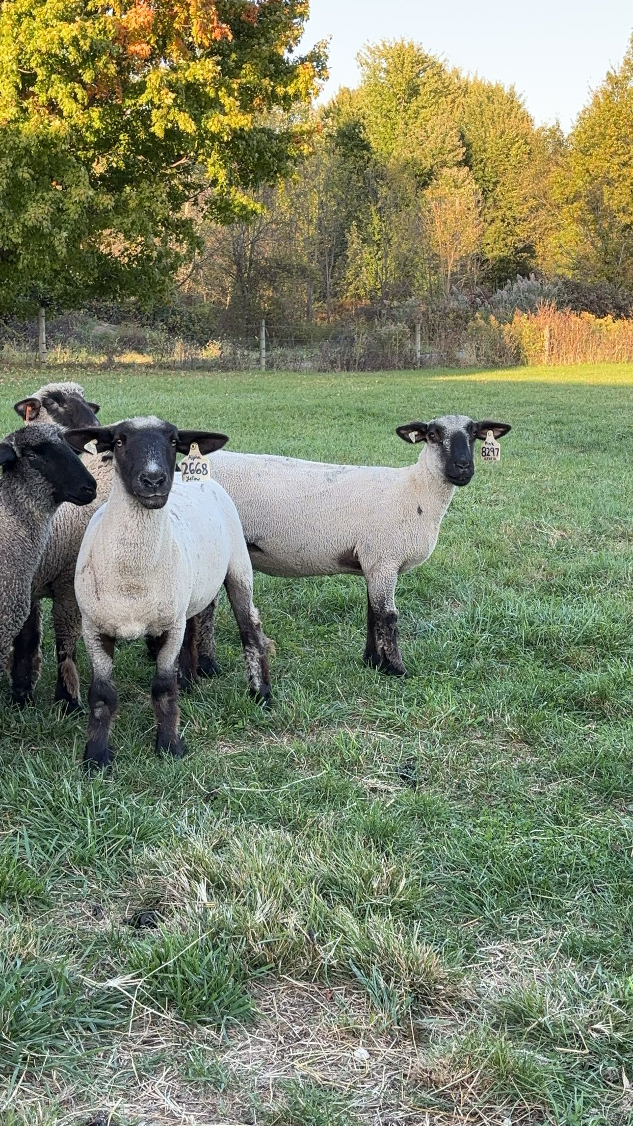 original-B53923A0-6F08-477F-A0B0-934D6D082771