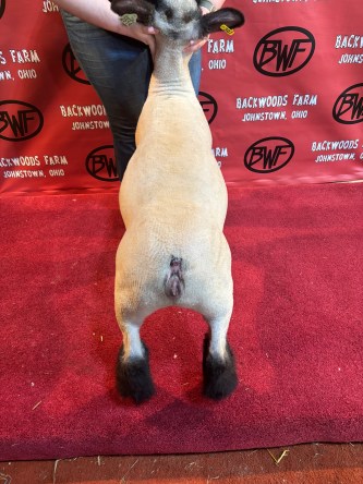 Lot 19 - Tag 307 DOB 1/12/25 QRFD Sire New Heights Dam 233 (Braintrust x Breer Money)