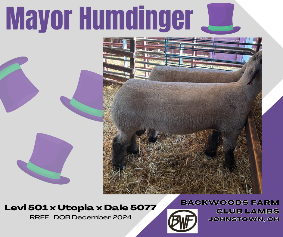 Stud Rams – Backwoods Farm